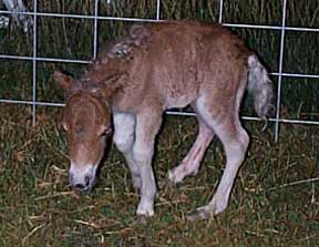 Wesco Farms Rayo del Sol